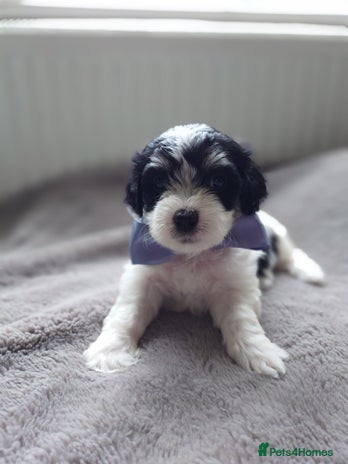 Zuchon dogs - Advert 3