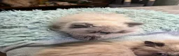 Persian cats for sale: Persian kittens for sale in Seaham - Advert 4