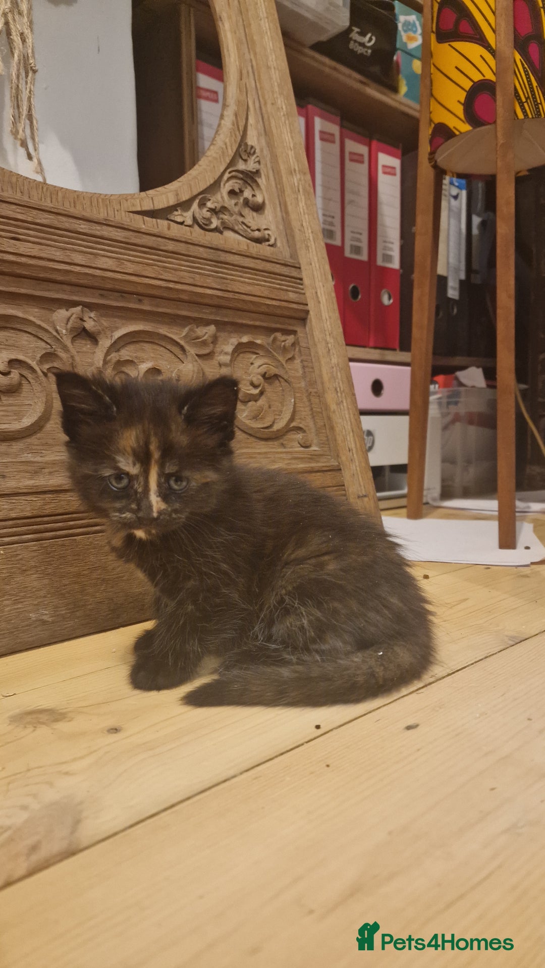 Maine Coon cats for sale: Beautiful Mainecoon X  9 kittens  - Image 29
