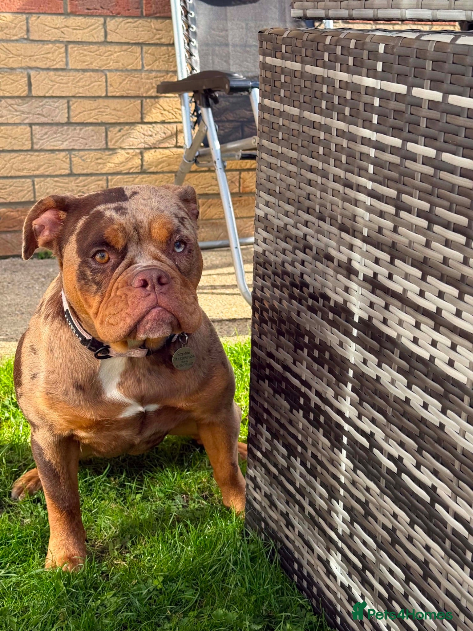 Olde English Bulldogge dogs Daisy  - Advert 16