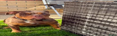 Olde English Bulldogge Puppy 1