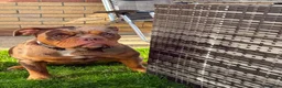 Olde English Bulldogge dogs for sale: Daisy  - Advert 1