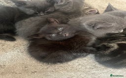 Domestic Shorthair cats for sale: Grey/tabby/black kittens - Image 5