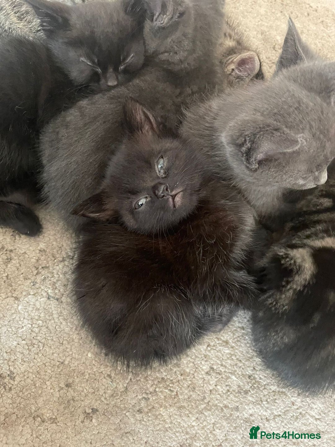 Domestic Shorthair cats for sale: Grey/tabby/black kittens - Image 5