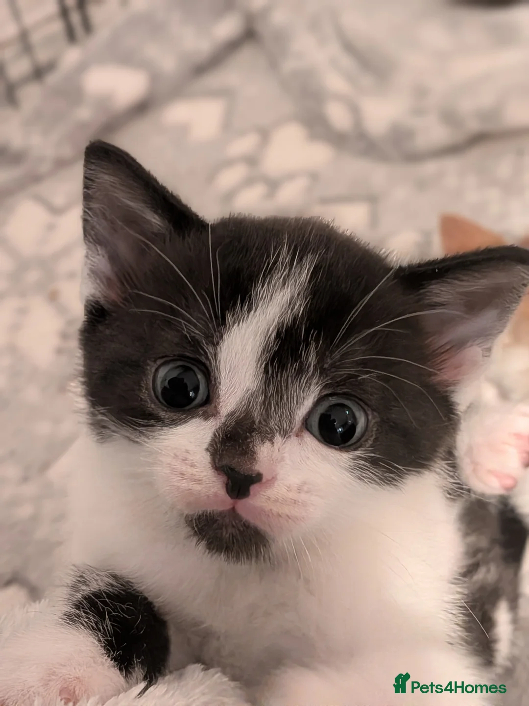 Selkirk Rex cats for sale: Beautiful Kittens – From Pedigree Selkirk Rex Mum - Advert 23