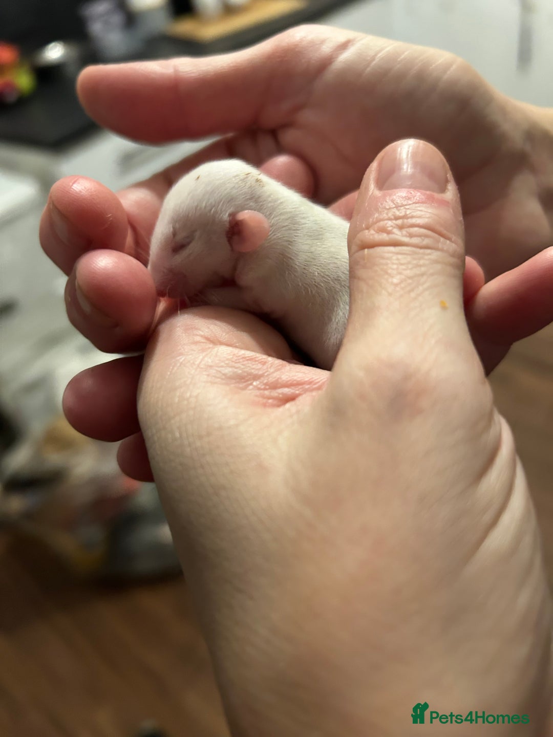 Rat rodents for sale: Fancy Rats - Advert 10