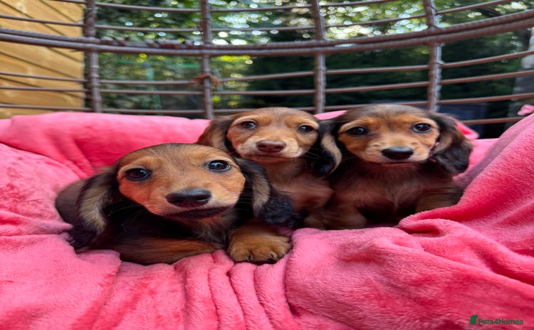 Miniature Dachshund dogs - Advert 6