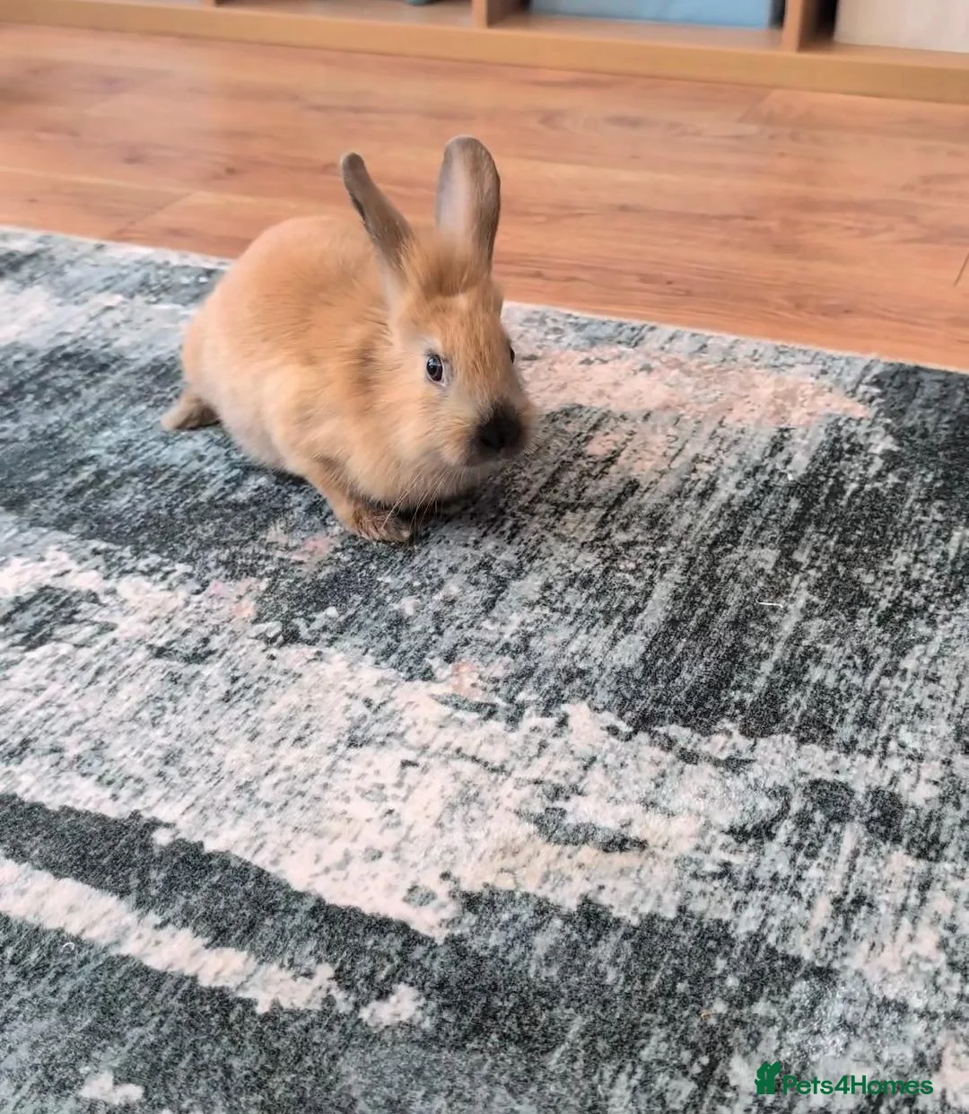 Mixed Breed rabbits for sale: Sister rabbits for sale  - Advert 2