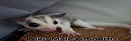 Sugar Glider rodents for sale: Sugar Gliders for Rehoming – 2 Pairs Available 🐾 - Advert 3