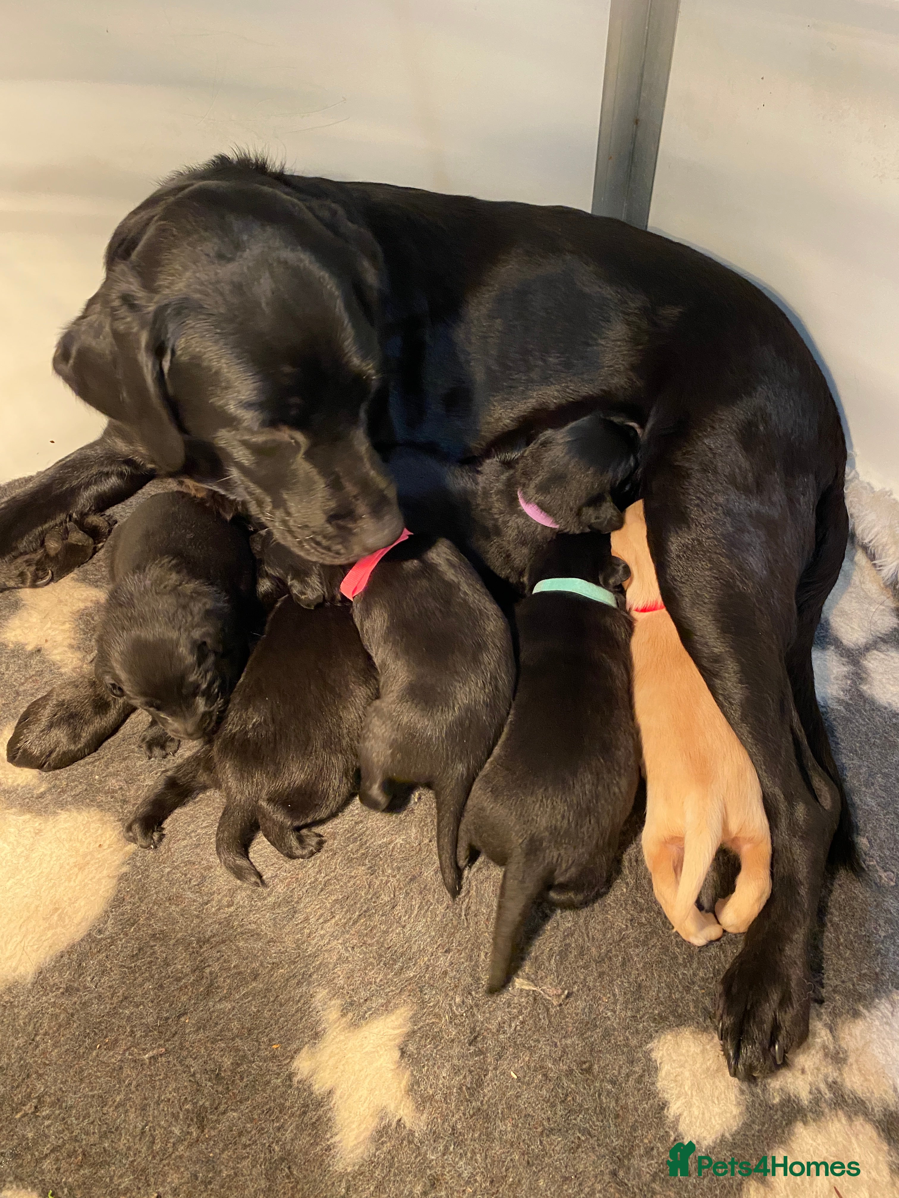 Labrador Retriever dogs Black and yellow Labrador puppies  - Advert 10