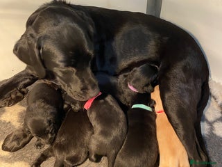 Labrador Retriever dogs Black and yellow Labrador puppies - Advert 10