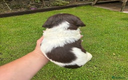 English Springer Spaniel dogs for sale: Springer Spaniel Puppies  - Image 23