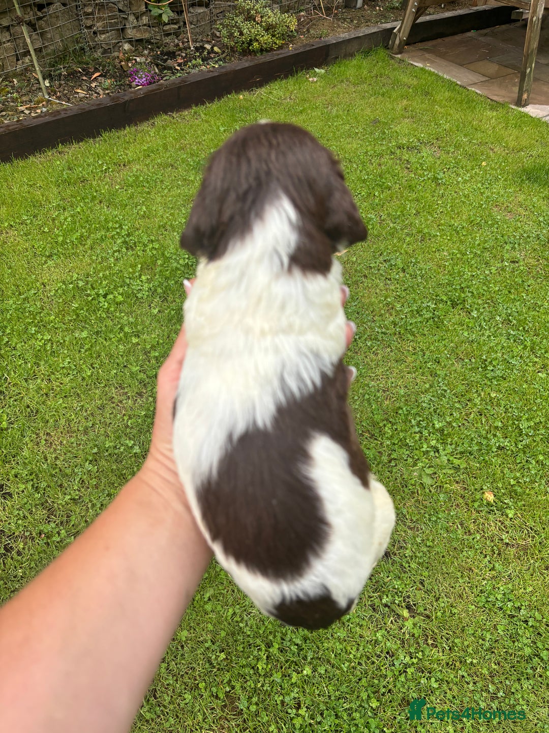 English Springer Spaniel dogs for sale: Springer Spaniel Puppies  - Image 23