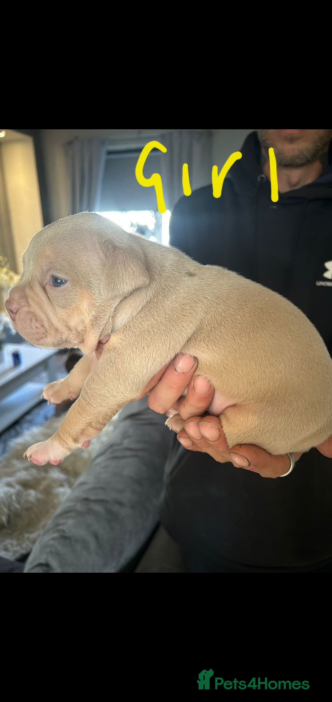 Mixed Breed dogs for sale: Pocket bully pups - Image 5