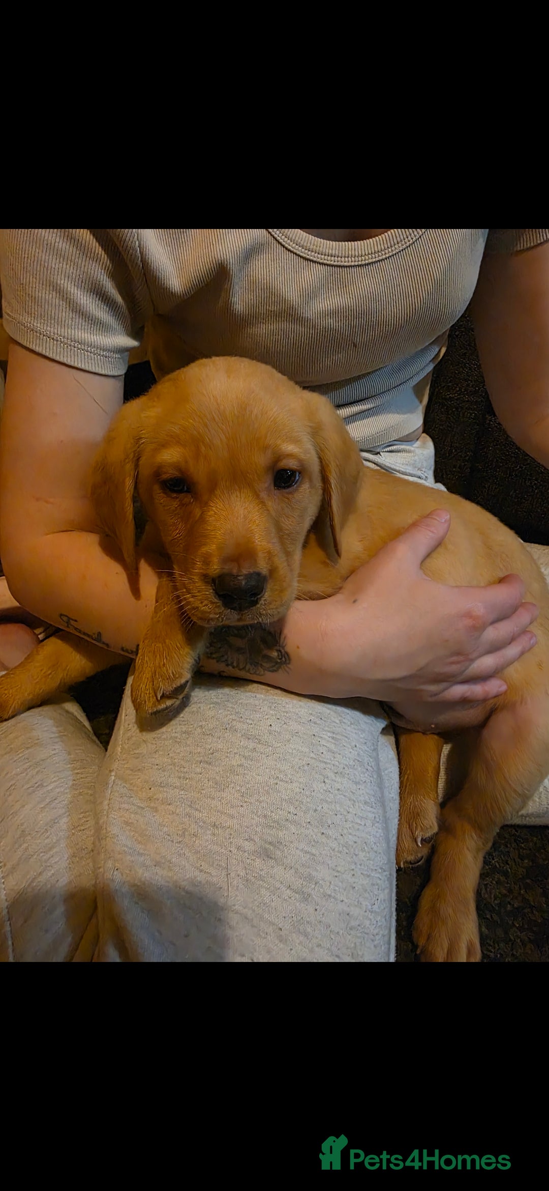 Labrador Retriever dogs for sale: Male labrador retriever  - Image 3
