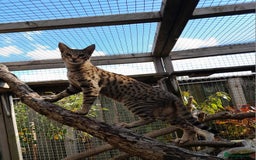 Savannah cats for sale: Pedigree Early generation TICA Reg Savannah Lady in Darlington - Image 12