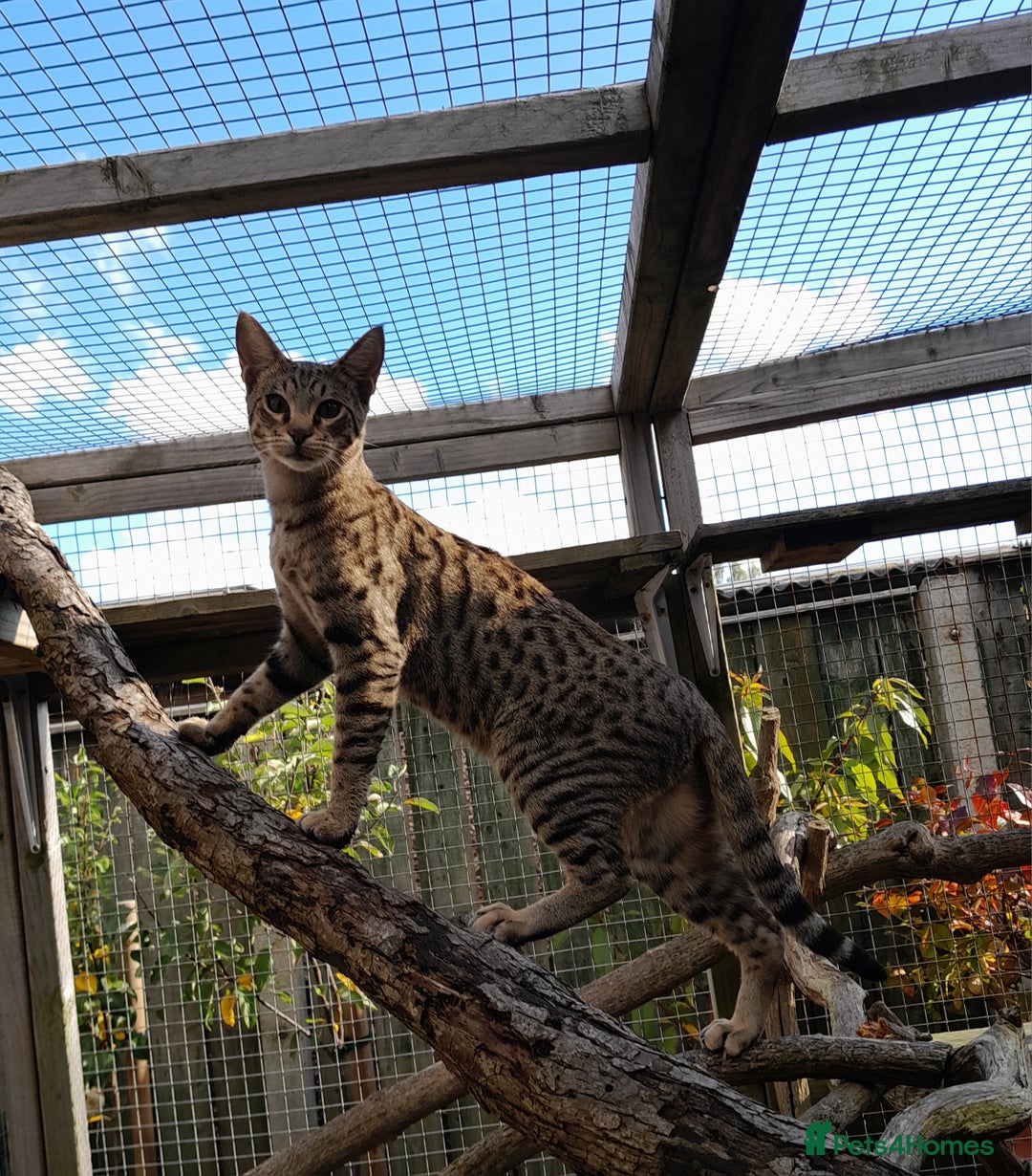 Savannah cats for sale: Pedigree Early generation TICA Reg Savannah Lady in Darlington - Image 12