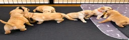 Golden Retriever dogs for sale: KC Registered Puppies From Our Much Loved Goldens! - Advert 11