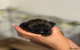 Shih Tzu dogs for sale: 🐾 Beautiful Shih Tzu Puppies🐾 - Image 18