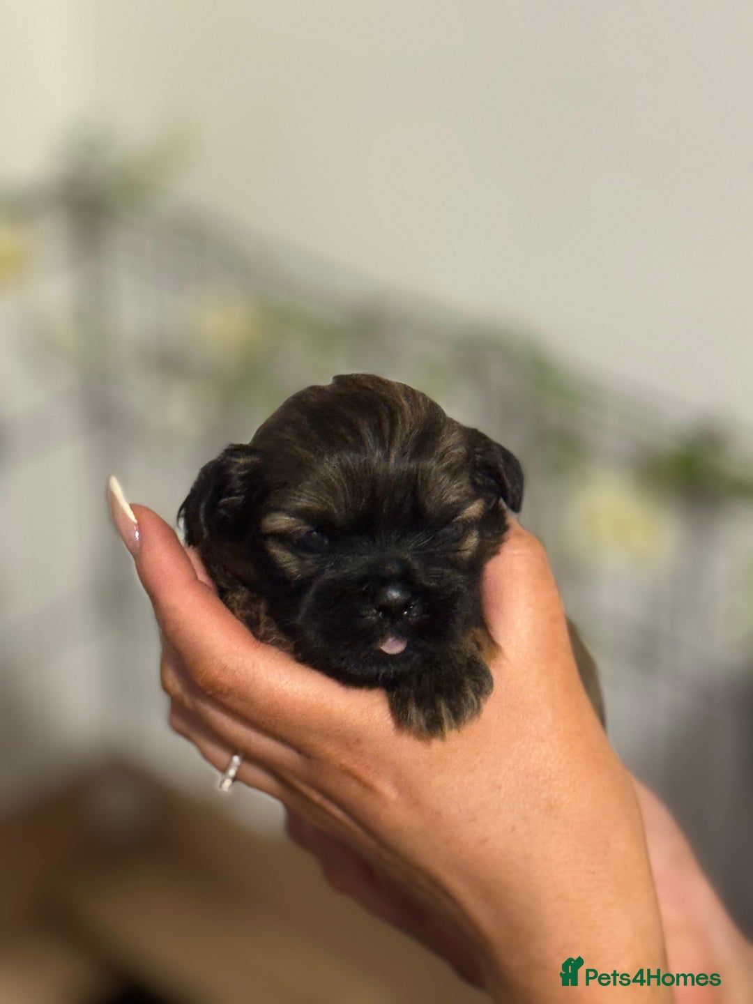 Shih Tzu dogs for sale: 🐾 Beautiful Shih Tzu Puppies🐾 - Image 18