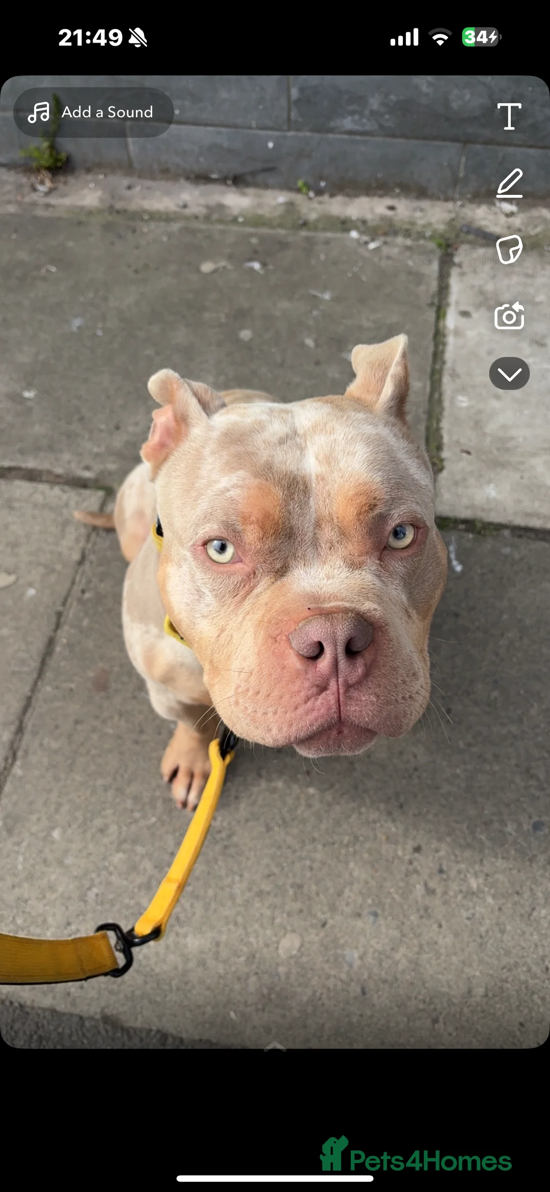 Mixed Breed dogs for sale: Merle Pocket Bully in Liverpool - Advert 1