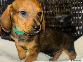 Miniature Dachshund dogs - Advert 13