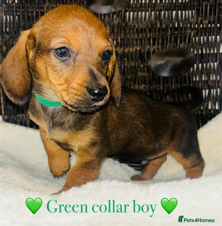 Miniature Dachshund dogs - Advert 9