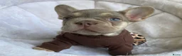 French Bulldog dogs for sale: FRENCH BULLDOGS, MERLE, ROJO, ISABELLA NEWSHADE. - Advert 7