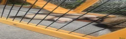 Ferret rodents for sale: Ferret kits - Advert 8