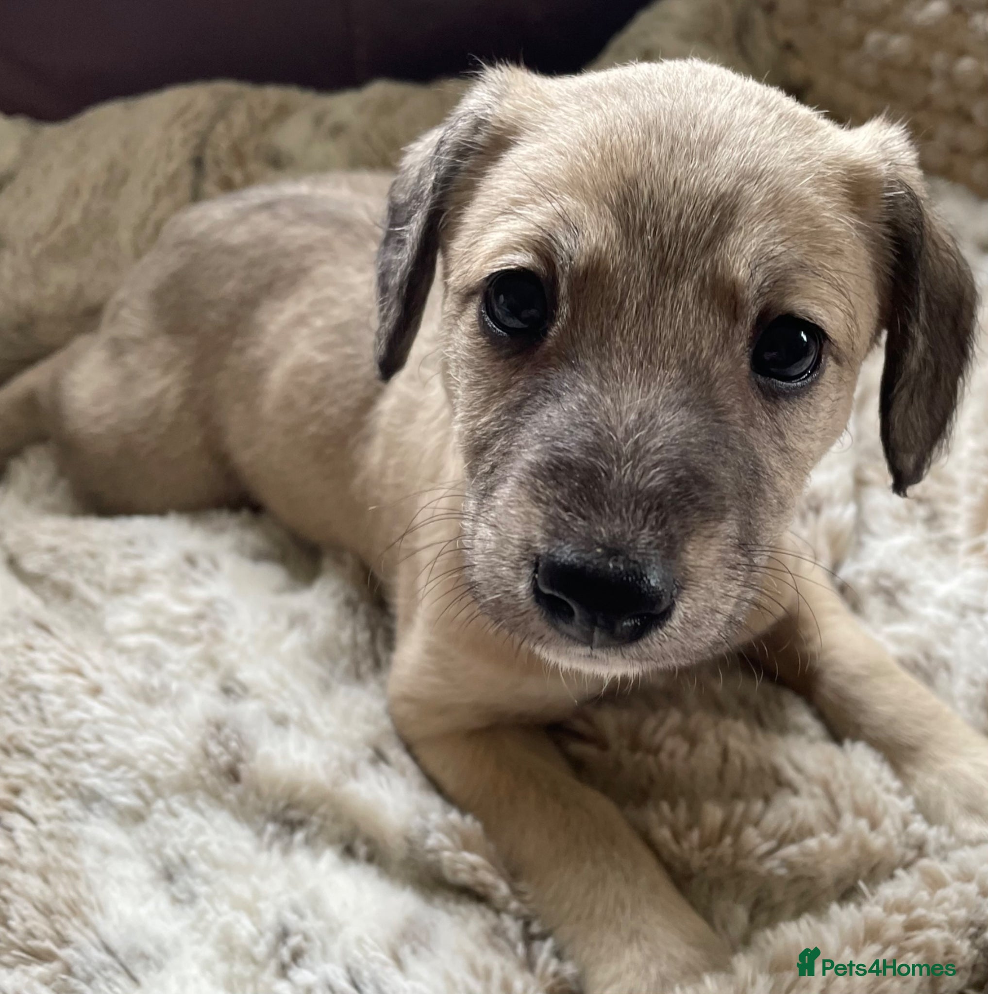 Mixed Breed dogs F1 Bedlington /Whippet  puppies  - Advert 2