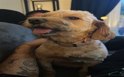 Cockapoo dogs for sale: 3 beautiful boys  - Image 7