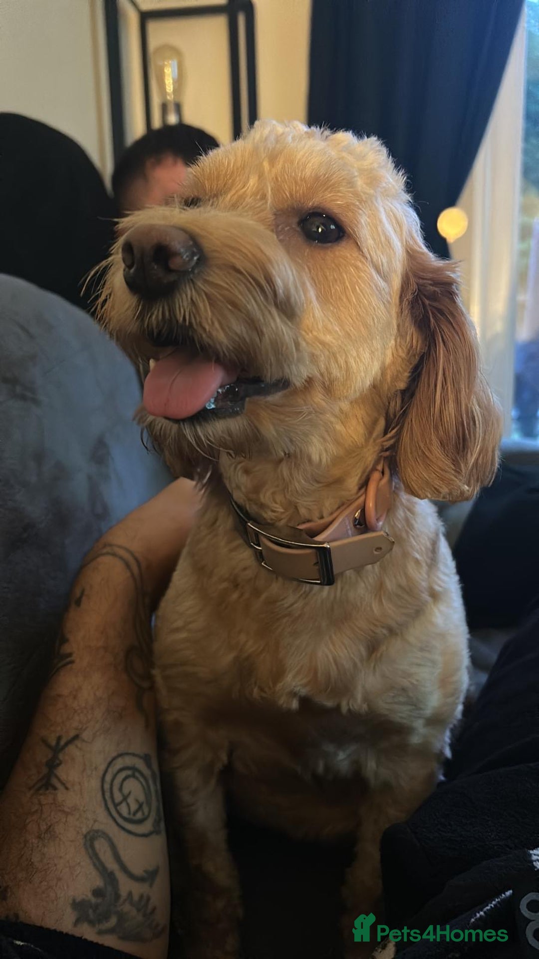 Cockapoo dogs for sale: 3 beautiful boys  - Image 7