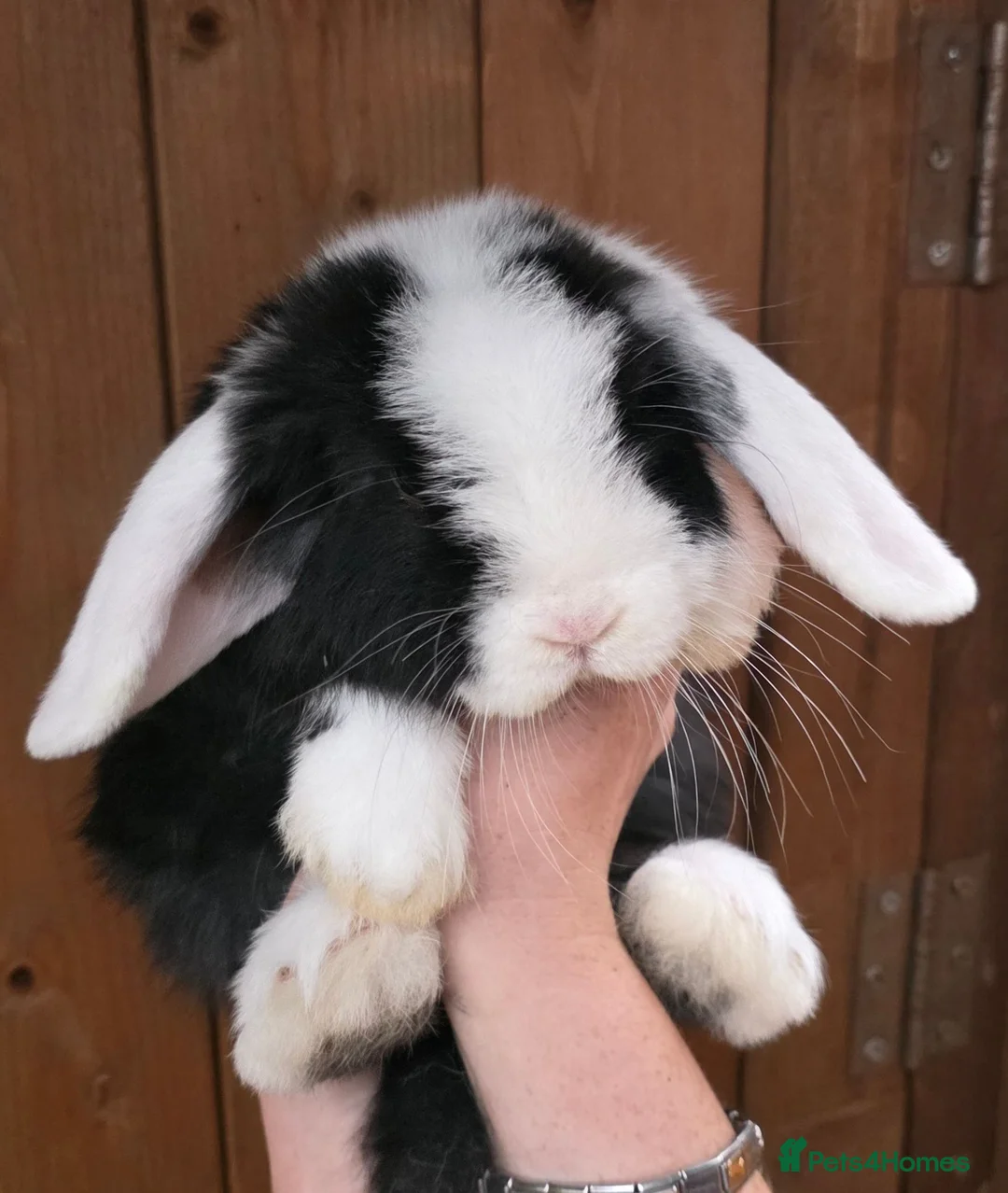 Mini Lop rabbits for sale: Gorgeous Mini lop Buck - Advert 2
