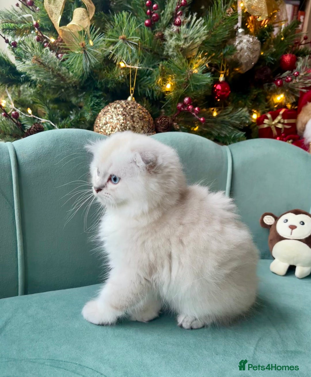 Scottish Fold cats for sale: 🌟🌟🌟🌟🌟Pedigree Scottish Fold Kittens - Advert 10