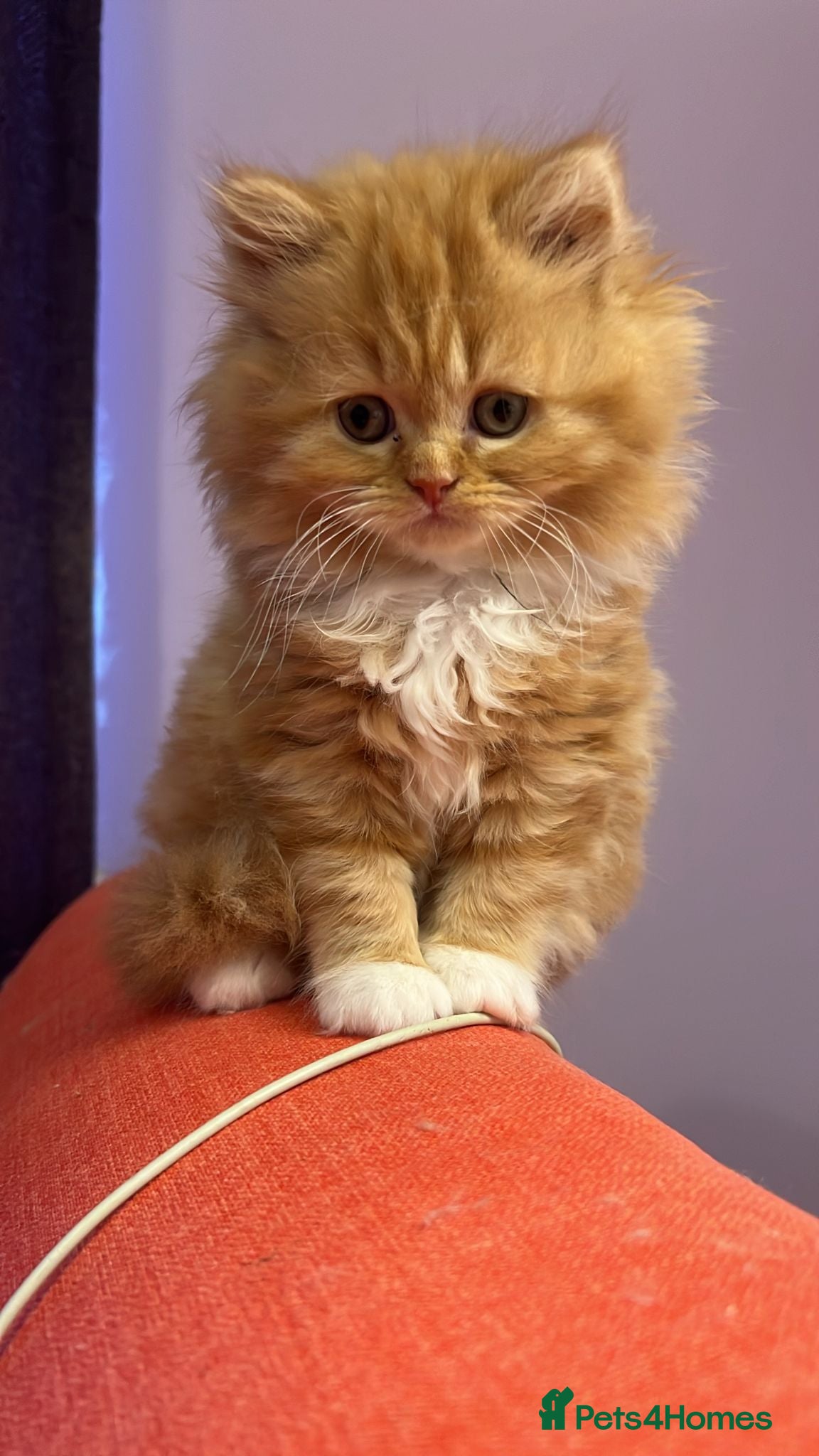 British Longhair cats 5 british long hair kittens for sale - Advert 2