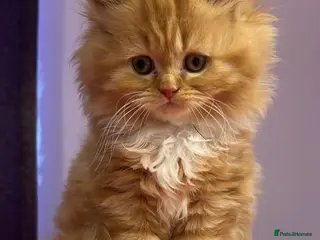 British Longhair cats 5 british long hair kittens for sale - Advert 2