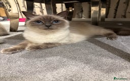 Ragdoll cats for sale: Stunning Ragdoll kittens ready for forever home - Image 6