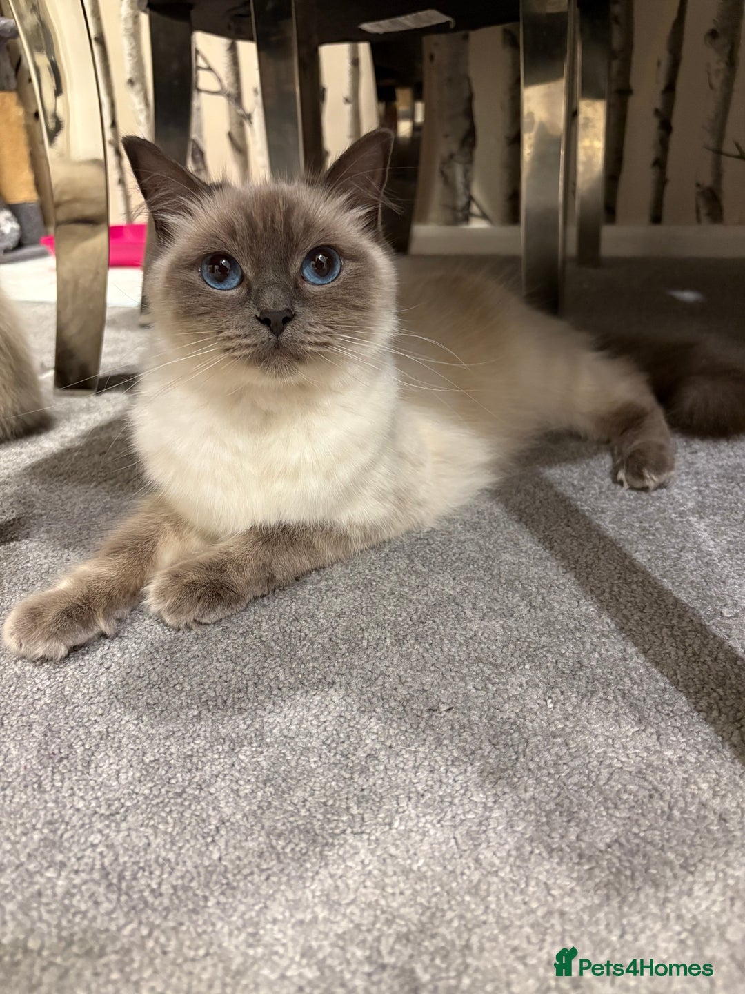 Ragdoll cats for sale: Stunning Ragdoll kittens ready for forever home - Image 6
