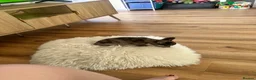 Mixed Breed dogs for sale: French bull dog / German shepherd  in Daventry - Advert 3