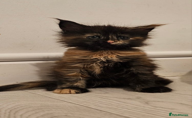 Maine Coon cats - Advert 14