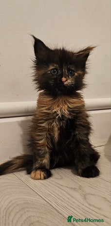 Maine Coon cats - Advert 1