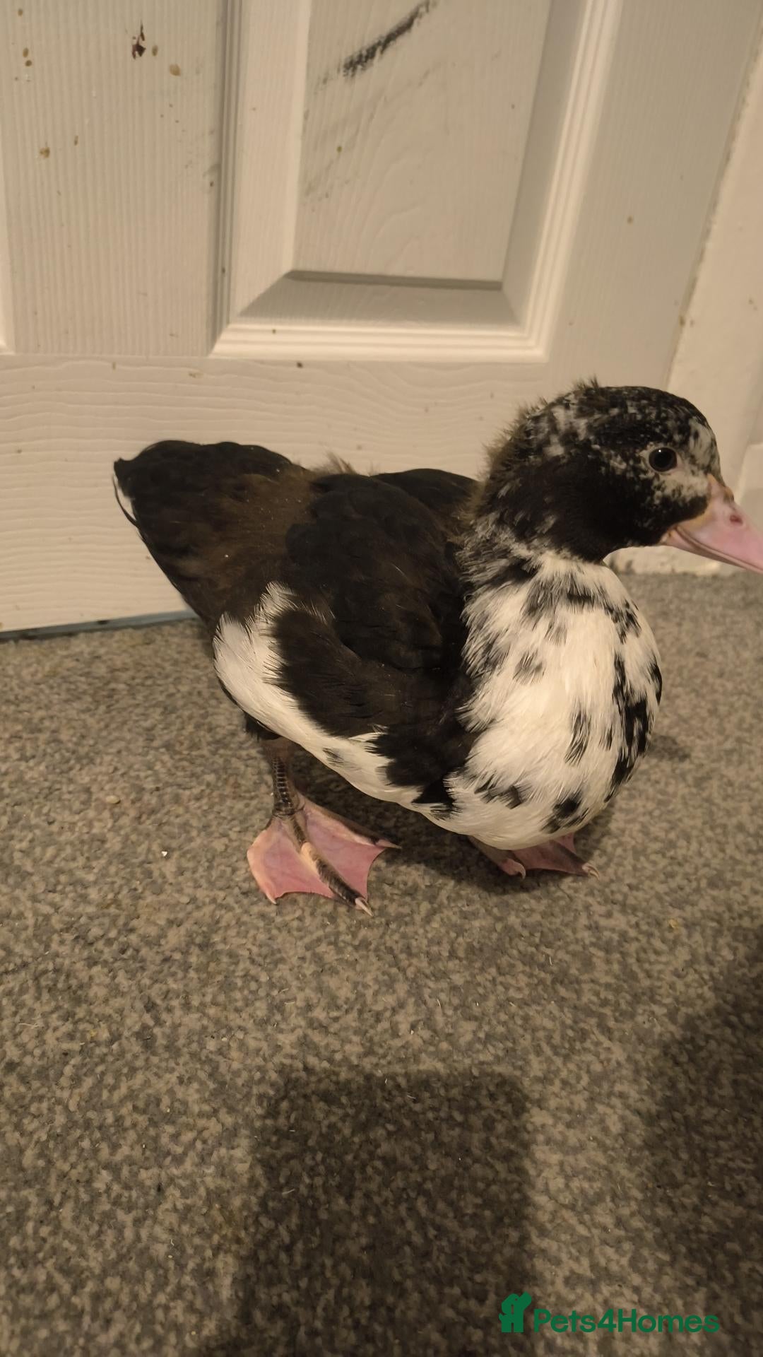 Ducks poultry for sale: Muscovy duckling just over 2 months old - Advert 2