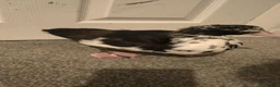 Ducks poultry for sale: Muscovy duckling just over 2 months old in Leeds - Advert 2