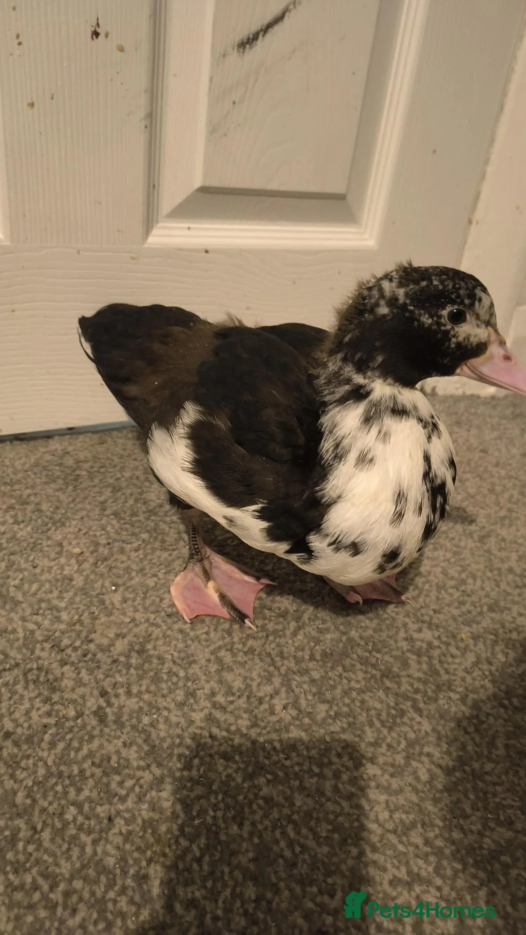 Ducks poultry for sale: Muscovy duckling just over 2 months old in Leeds - Advert 2