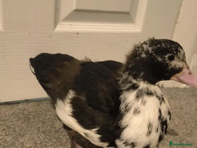 Ducks poultry for sale: Muscovy duckling just over 2 months old - Advert 2