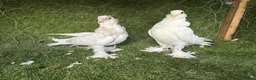Pigeons birds for sale: Beautiful, Vaccinated & Friendly Pigeons - Advert 22