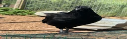 Chickens poultry for sale: Ayam Cermani Cockerel  - Advert 6