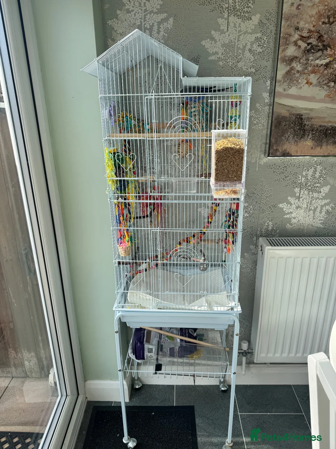 Budgerigars birds for sale: Female budgie with cage - Advert 2