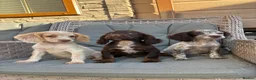 Cocker Spaniel dogs for sale: 3 cocker spaniels (council licensed breeders) - Advert 11
