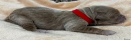 Double Doodle dogs for sale: Sunning littler of Doubledoodle puppies in Grimsby - Advert 27